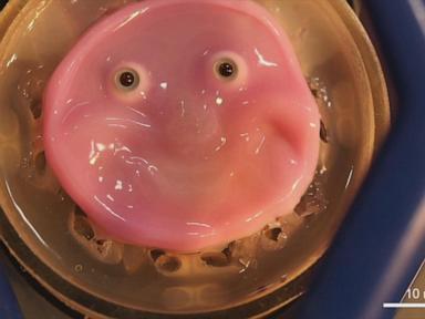 WATCH:  Japanese scientists make a robot face with living skin that can smile