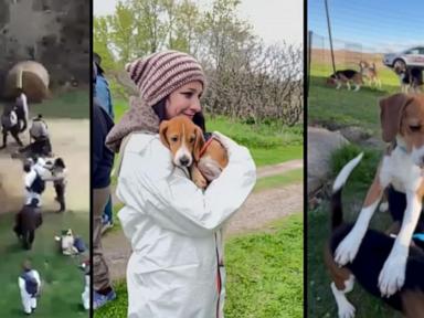 WATCH:  Inside the decade-long fight to free thousands of dogs from testing site
