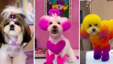 VIDEO: The age of the ‘Wellness Dog’