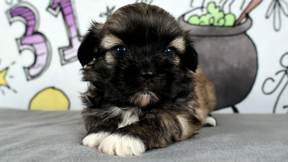 VIDEO: Pet cloning boom: Why some owners are paying big to bring pets back
