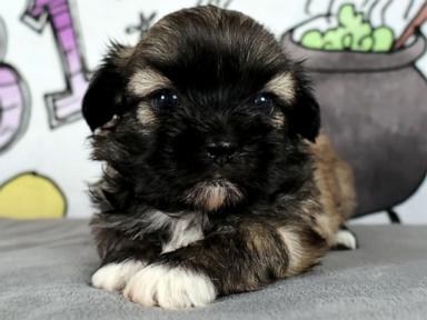 WATCH:  Pet cloning boom: Why some owners are paying big to bring pets back