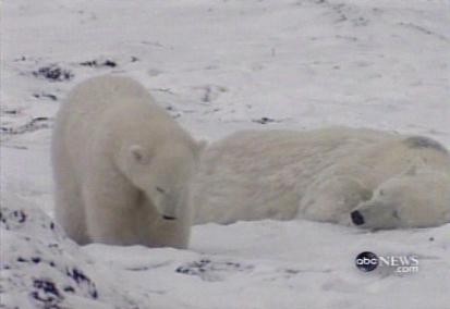 polar bears