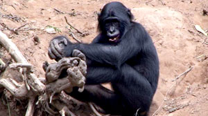 Bonobo Oral Sex