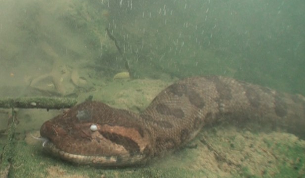 Swimming With Anacondas In Brazil S Untamed Savannahs Abc News