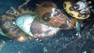 A man swallowed by a giant snake