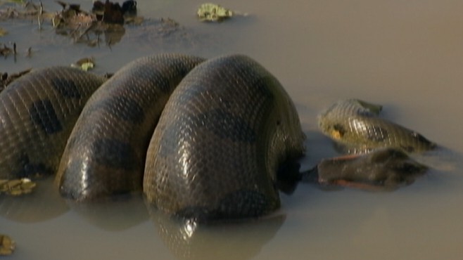 Capturing The Moment Cruelly The Queen Anaconda Python Swallowing Male ...