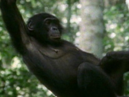 Bonobos