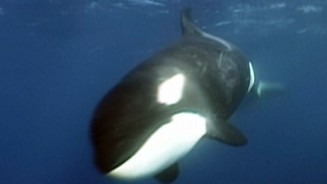 Killer Sharks vs. Killer Whales Video - ABC News