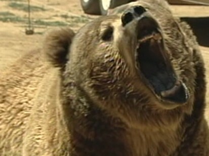 Bear Attack
