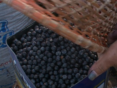 Miracle Fruit