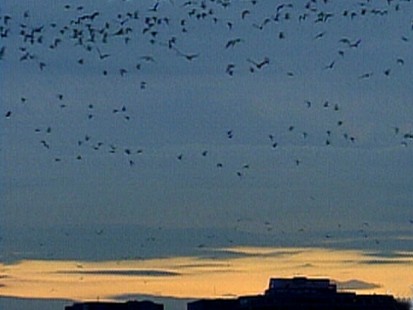 Birds against Planes