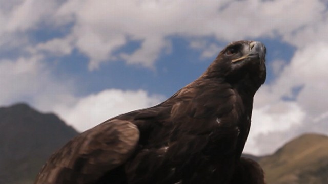 Kyrgyzstans Golden Eagle Hunters