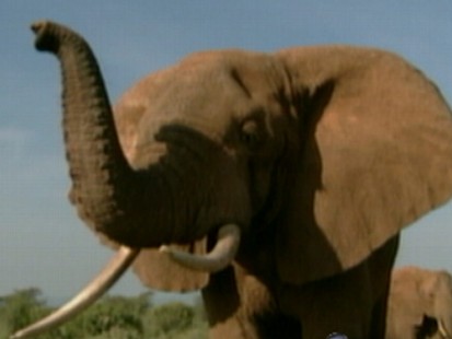 Elephants: The African Gentle Giants