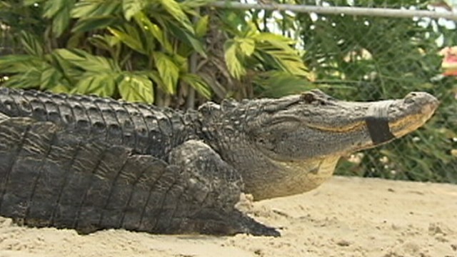 Video 'Gator Boys': Alligator Trapping Behind the Scenes - ABC News Video 'Gator Boys': Alligator Trapping Behind the Scenes - ABC News