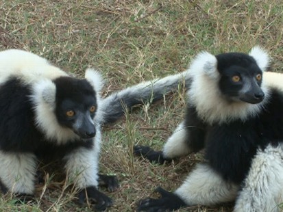 Lemurs