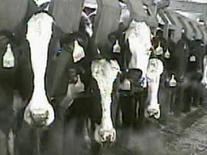 Got Milk?