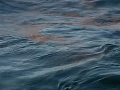 Oil Spill: An Eco-System on the Brink