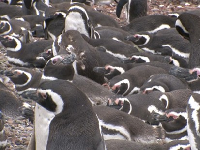 March of the Penguins