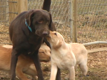 Puppies