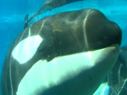 Sea World Cited in Trainers Death