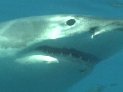 Sharks Attacked