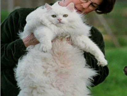 obese cat