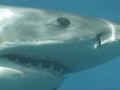 Shark