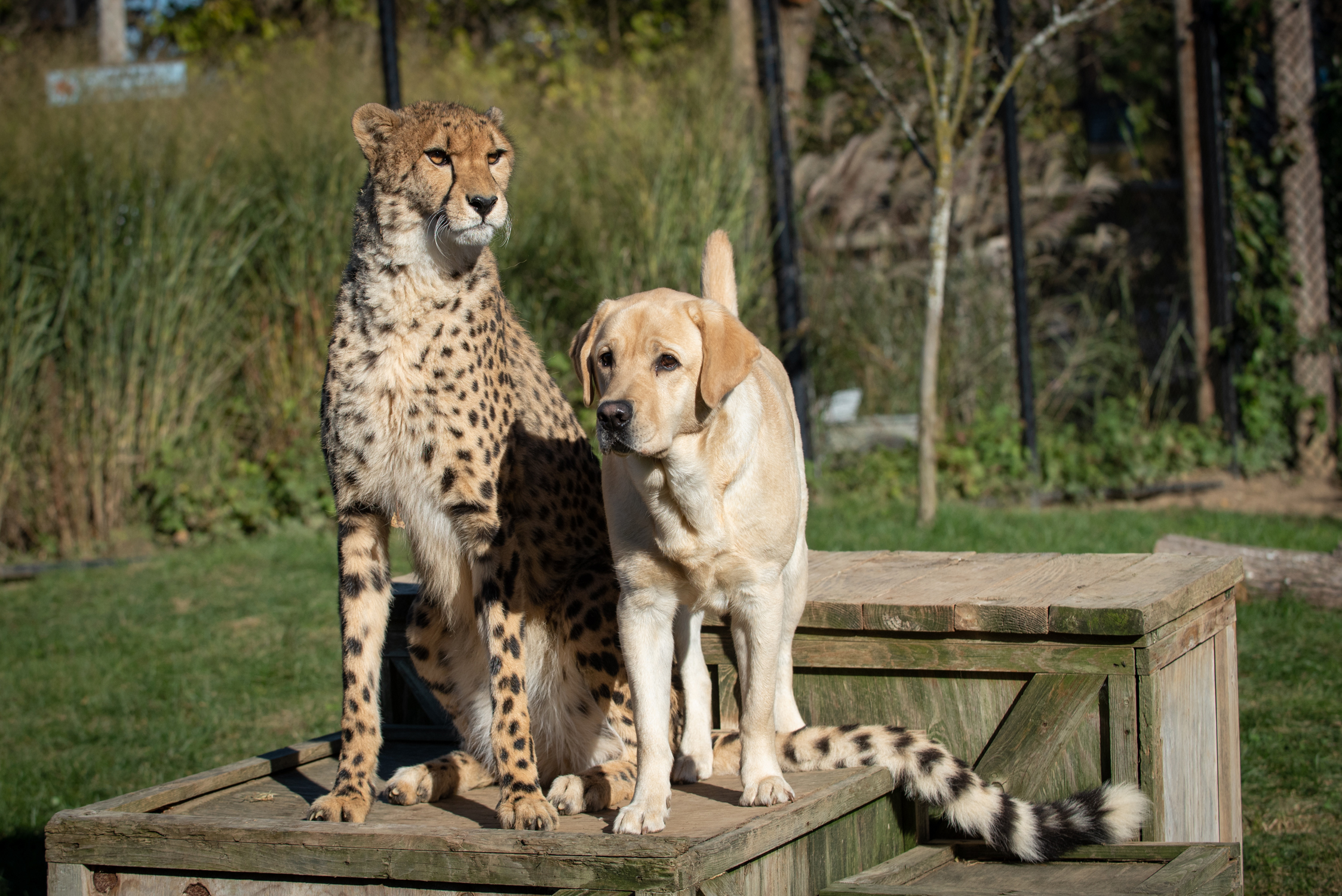 PHOTO: In this undated photo from Columbus Zoo, a cheetah and a Labrador retriever are shown.