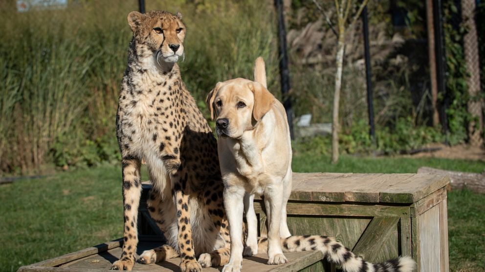 PHOTO: In this undated photo from Columbus Zoo, a cheetah and a Labrador retriever are shown.