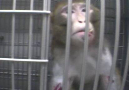 monkey
