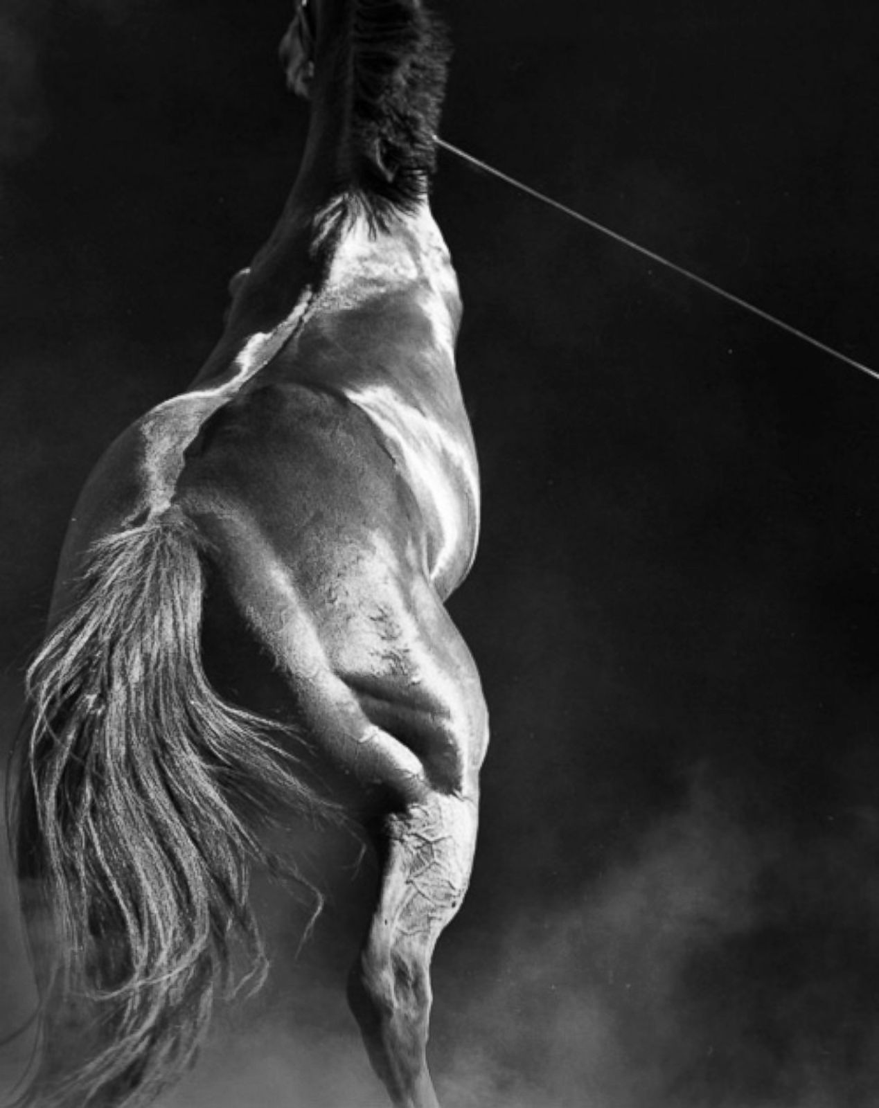 Neil Latham: American Thoroughbred Photos | Image #31 - ABC News