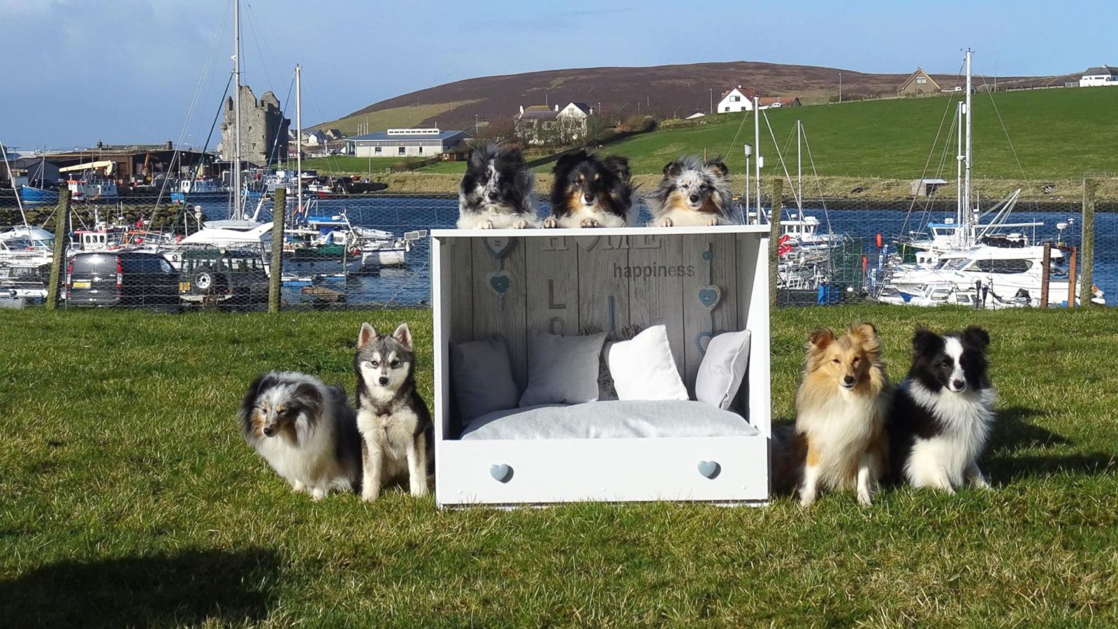 Woman Turns Old Dressers Into Cozy Personalized Dog Beds Abc News