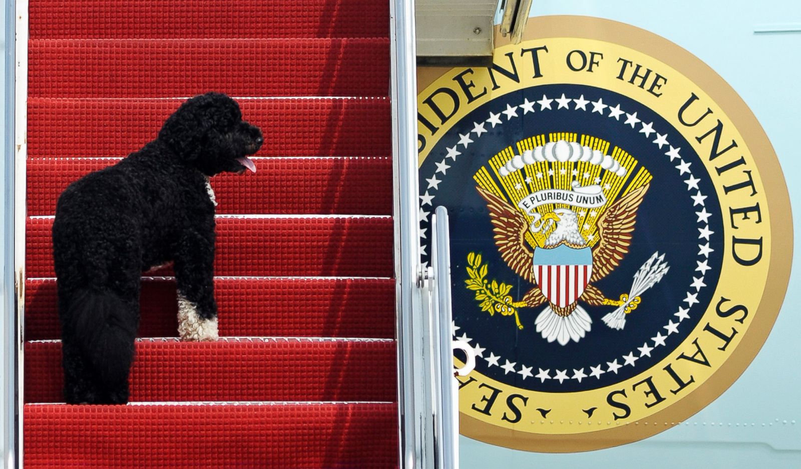 Presidential Pets Paws in the White House Photos ABC News
