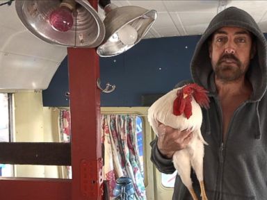 VIDEO: Mr. Clucky, The Rooster Supporting Bernie Sanders