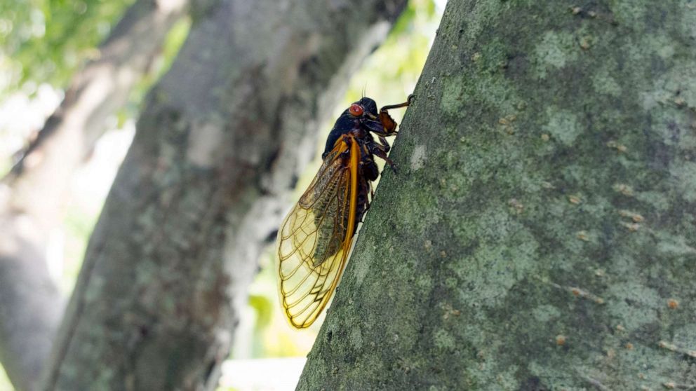 Cicada Invasion After 17 Years Underground Billions To Emerge This Spring Abc News