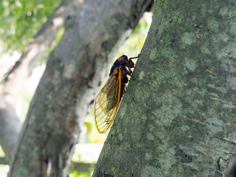 PHOTO: A cicada climbs on a tree trunk in an undated stock image.