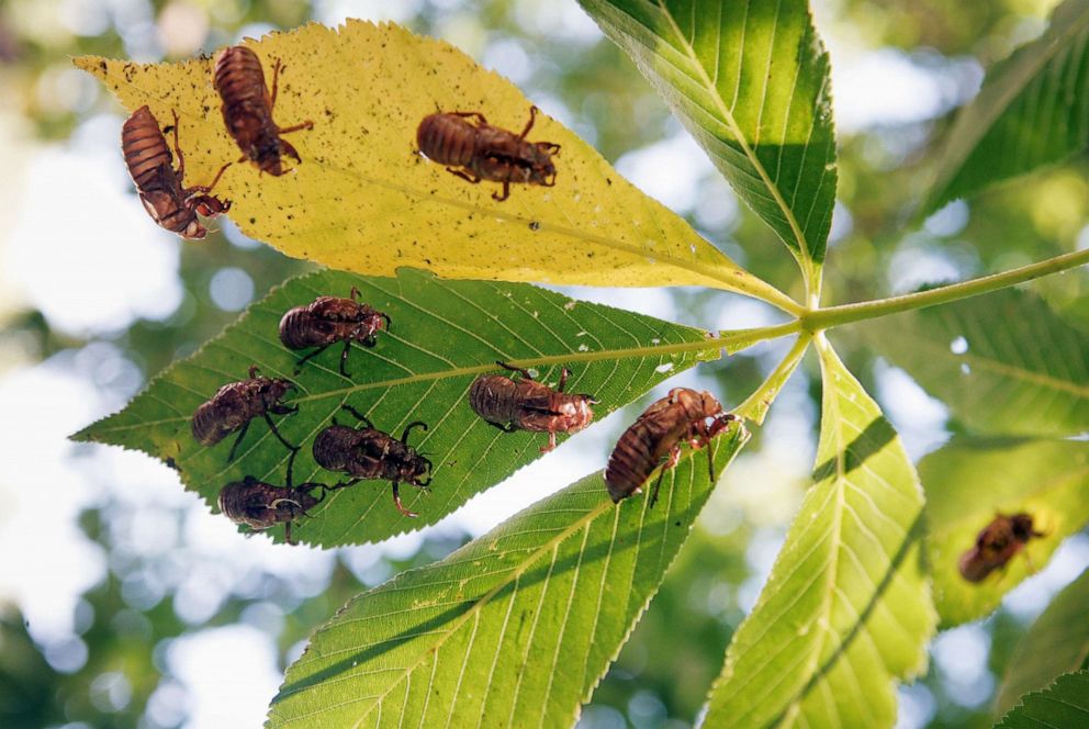 PHOTO: Empty, nymphal skin of cicadas remain in a tree following the hatch of Brood XIII  in Willow Springs, Ill., June 11, 2007.