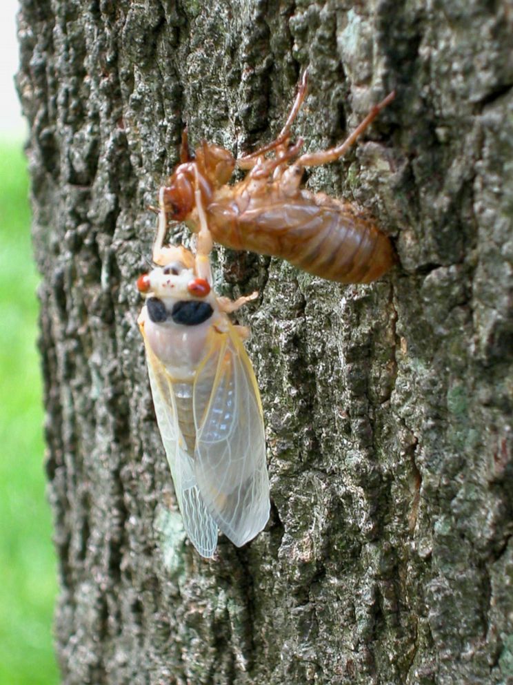 PHOTO: A newly emerged adult cicada sheds its exoskeleton on a tree May 16, 2004 in Reston, Va., May 16, 2004.