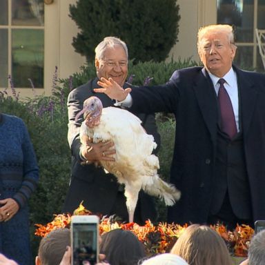 "That turkey is so lucky. I've never seen such a beautiful turkey," Trump said.