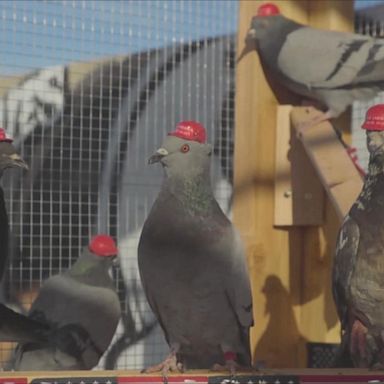 VIDEO: Pigeon 'prank' group releases MAGA-hat clad birds in Las Vegas