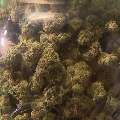 VIDEO: Marijuana legalization on the ballot in 5 states