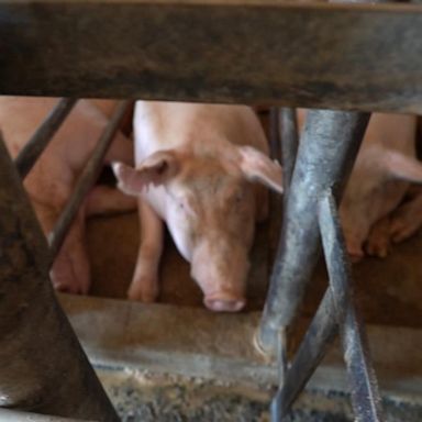 The Supreme Court rejected a challenge to California's Proposition 12, which bans the sale of pork from pigs housed in cages that prevent them from turning around. 