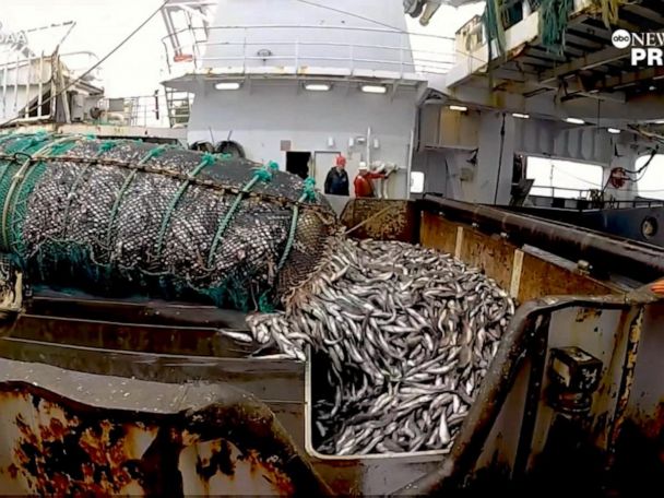 Fishermen's Supreme Court fight against government monitors could make big splash - Good Morning America Fishermen's Supreme Court fight against government monitors could make big splash - Good Morning America