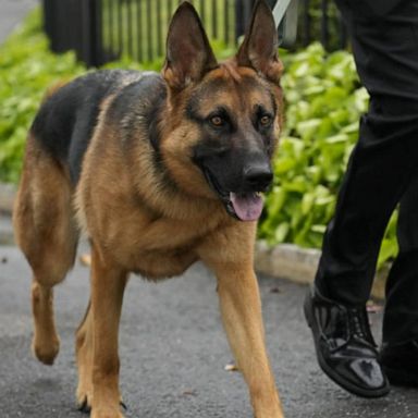 Commander, a purebred German shepherd, bit the Secret Service officer around 8 p.m. Monday. The officer was treated by medical personnel and said she is OK, according to a Secret Service spokesperson.