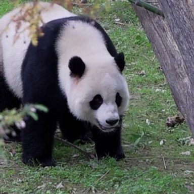 Despite the current political tension between the U.S. and China, the staff at the National Zoo say moving the pandas is not political.