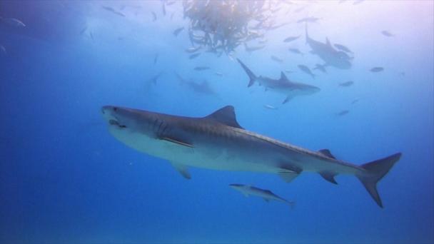 The Senate-passed Lulu’s Law would allow authorities to send out cell phone alerts when there’s been a shark attack.