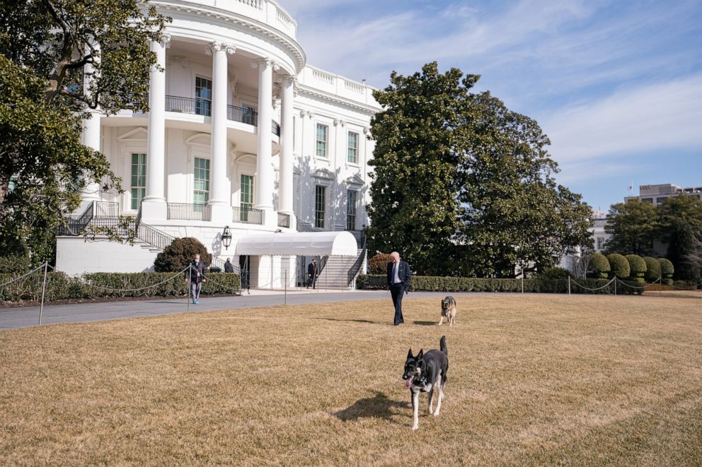 PHOTO: President Joe Biden walks with the Biden family dogs, Champ, behind, and Major, front, Feb. 9, 2021, on the South Lawn of the White House in Washington, D.C.