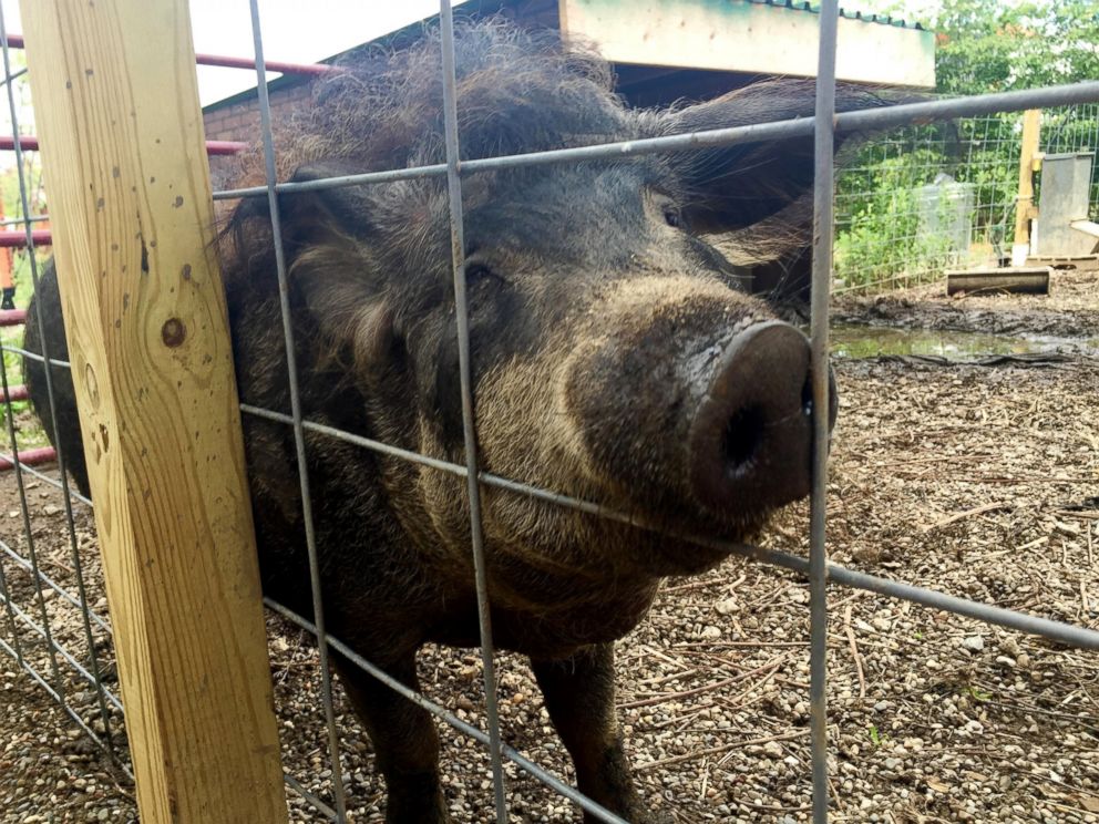 PHOTO: The Republican National Convention is taking place in Cleveland, Ohio, and the convention center has an urban farm outside with hogs, bees, chickens and more. 