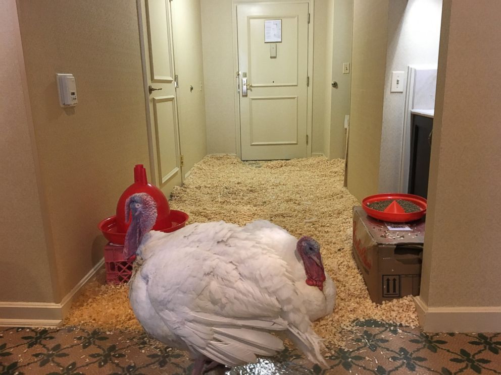 PHOTO: Turkeys Honest and Abe show ABC News their 'suite' hotel room at the Willard InterContinental in Washington, Nov. 24, 2015. The turkeys were kept at the hotel ahead of the White House pardoning Wednesday.