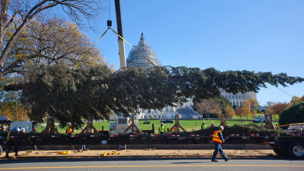 The U.S. Capitol Christmas Tree arrives at the West Front of the Capitol in Washington, Nov. 20, 2015.  